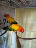 Cute and adorable parrot for sales