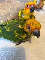 Cute and adorable parrot for sales