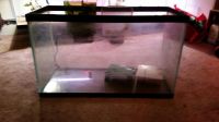 Achilles Tang Fishes for sale in New Gretna, Bass River, NJ, USA. price: $50