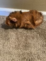 Acrobatic Cavy Rodents for sale in Belton, MO, USA. price: $150