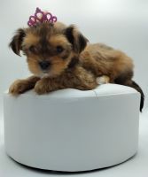 Adorablepups Forever