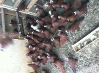 Afep Pigeon Birds for sale in San Diego, CA, USA. price: $50