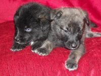 Affenpinscher Puppies for sale in Argentia, NL A0B, Canada. price: NA