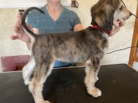 Afghan Hound Puppies for sale in Herington, KS 67449, USA. price: $2,500
