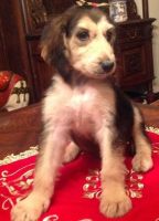 Afghan Hound Puppies for sale in Seattle, WA 98103, USA. price: $500