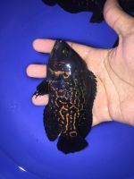 Afra Cichlid Fishes Photos