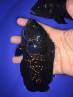 Afra Cichlid Fishes Photos