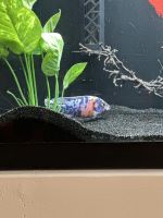 Afra Cichlid Fishes for sale in Athens, GA, USA. price: $75