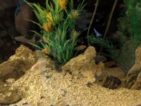 Afra Cichlid Fishes for sale in Alvin, TX, USA. price: NA