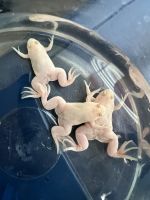 African clawed frog Amphibians for sale in Thornton, CO, USA. price: $5