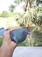 African Collared Dove Birds Photos