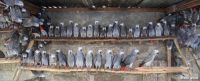 African Crake Birds Photos