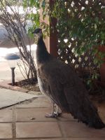 African Cuckoo-Hawk Birds for sale in 7932 E Inverness Ave, Mesa, AZ 85209, USA. price: $1,000