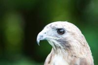 African Cuckoo-Hawk Birds Photos