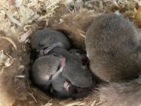 African Dormouse Rodents Photos