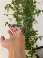 African Dormouse Rodents Photos