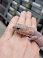 African Fat Tail Gecko Reptiles for sale in Morris, IL 60450, USA. price: $150