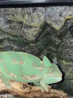 African Fat Tail Gecko Reptiles Photos