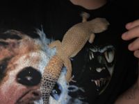 African Fat Tail Gecko Reptiles for sale in Elmira, NY, USA. price: $300