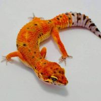 African Fat-Tailed Gecko Reptiles for sale in New York, NY, USA. price: NA