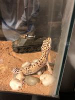 African Fat-Tailed Gecko Reptiles Photos
