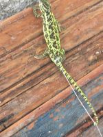 African Fat-Tailed Gecko Reptiles Photos