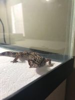 African Fat-Tailed Gecko Reptiles for sale in Bolingbrook, IL, USA. price: NA