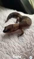 African Fat-Tailed Gecko Reptiles for sale in Fairport, NY 14450, USA. price: $90