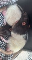 African Grass Rat Rodents Photos