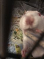 African Grass Rat Rodents Photos