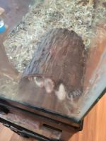 African Grass Rat Rodents for sale in Roanoke, IL 61561, USA. price: $4