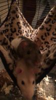 African Grass Rat Rodents for sale in Edmond, OK, USA. price: $150
