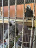African Grey Birds for sale in Las Vegas, NV 89117, USA. price: $1,000