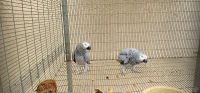 African Grey Birds for sale in Chicago, IL 60602, USA. price: $1,000