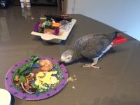 African Grey Birds for sale in Kansas City, MO, USA. price: NA