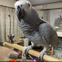African Grey Birds for sale in Sidney, OH 45365, USA. price: $1,500
