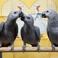 African Grey Birds Photos