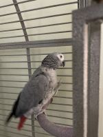 African Grey Birds for sale in Hampstead, MD 21074, USA. price: $700