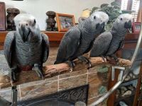 African Grey Birds Photos