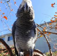 African Grey Birds for sale in California, MD, USA. price: $700