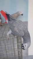 African Grey Birds for sale in Texas Hill Country, TX, USA. price: $700
