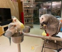 African Grey Birds for sale in 290 Richard St, Martinsburg, WV 25404, USA. price: $500