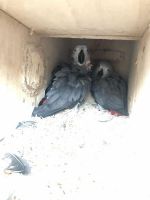 African Grey Birds for sale in Bellaire, TX 77401, USA. price: $350