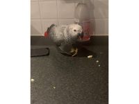 African Grey Birds for sale in Tampa, FL, USA. price: $350