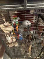 African Grey Birds for sale in Somerset, NJ 08873, USA. price: $3,500
