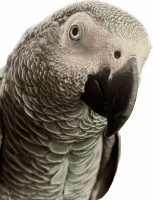 African Grey Birds for sale in Fountain Valley, CA 92708, USA. price: $3,000