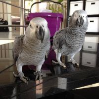 African Grey Birds for sale in Mandeville, LA, USA. price: $850