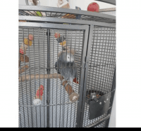 African Grey Birds for sale in Miami Beach, Florida. price: NA