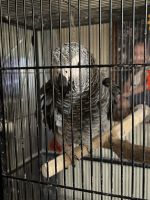 African Grey Birds for sale in Indianapolis, Indiana. price: $1,600
