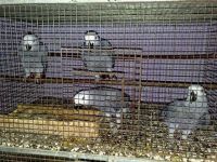 African Grey Birds for sale in Cape Town, South Africa. price: 3000 ZAR